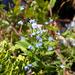 Flowers Blooming in Spring at Montalvo